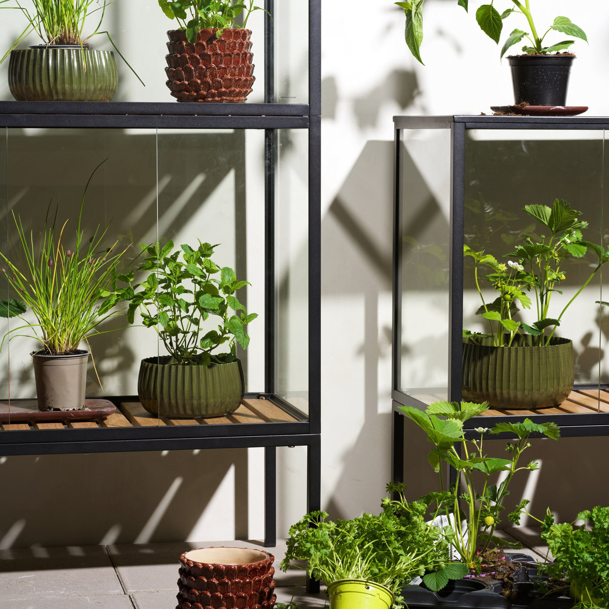 Brafab Grower Greens planteskap i sort med glass og trehyller, potteplanter, urter og jordbær