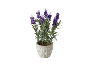 Lavendel Potteplante